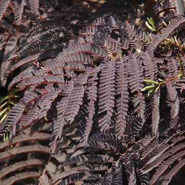 Chocolate Mimosa Leaves