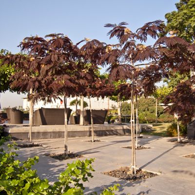 View full size image Chocolate Mimosa in Ground