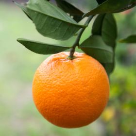 Orange on tree