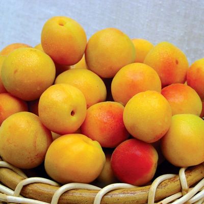 View full size image Basket of ripe apricots.