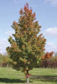 Photo of Cherokee™ Sweet Gum Tree