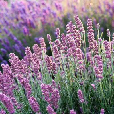 View full size image Photo of lavender flowers.