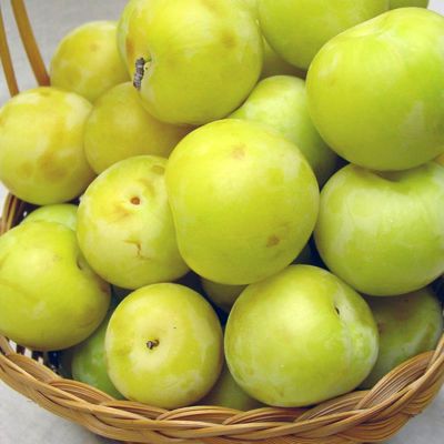 View full size image Basket of ripe green plums.