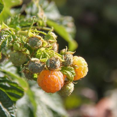 View full size image Photo of ripe yellow raspberries.