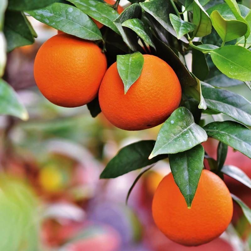 Image of Valencia Orange Tree Supreme