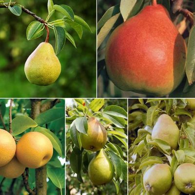 View full size image Collection of five fruit trees.