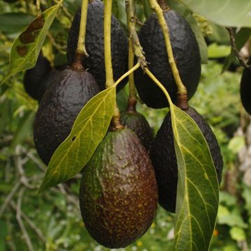 Photo of Carmen Hass Avocado Tree