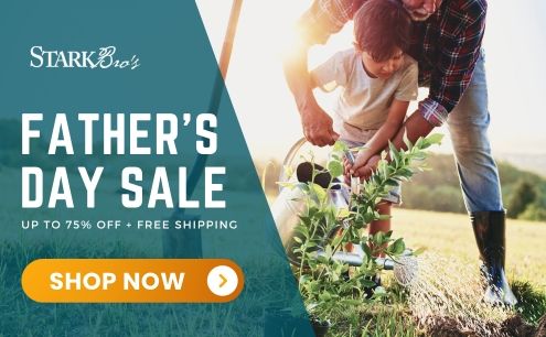 Shop Father's Day Savings!