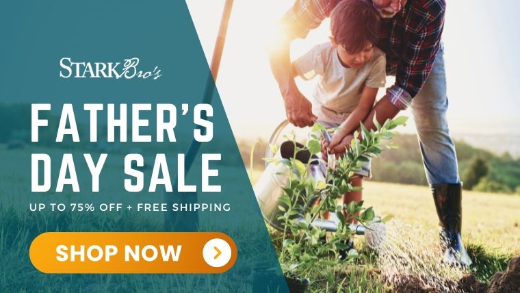 Shop Father's Day Savings!