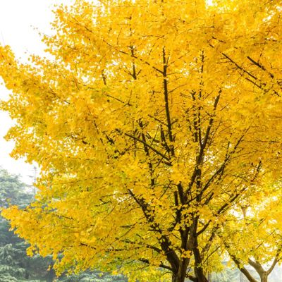 View full size image Photo of Autumn Gold Ginkgo Tree