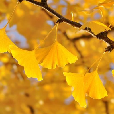 View full size image Photo of Autumn Gold Ginkgo Tree