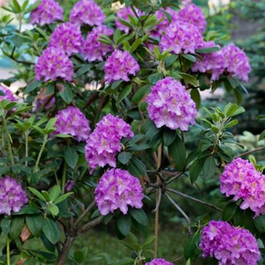 Photo of Catawba Crape Myrtle Tree