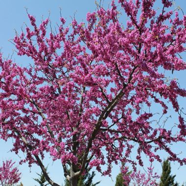 Photo of Merlot Redbud Tree