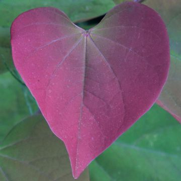 Photo of Merlot Redbud Tree