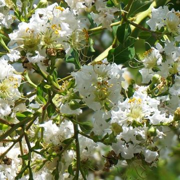 Photo of Natchez Crape Myrtle Tree