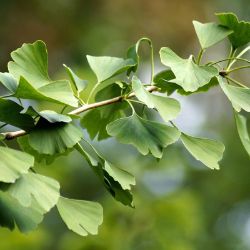 Photo of Princeton Sentry® Ginkgo Tree