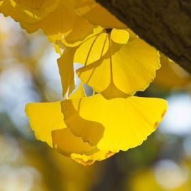 Photo of Princeton Sentry® Ginkgo Tree