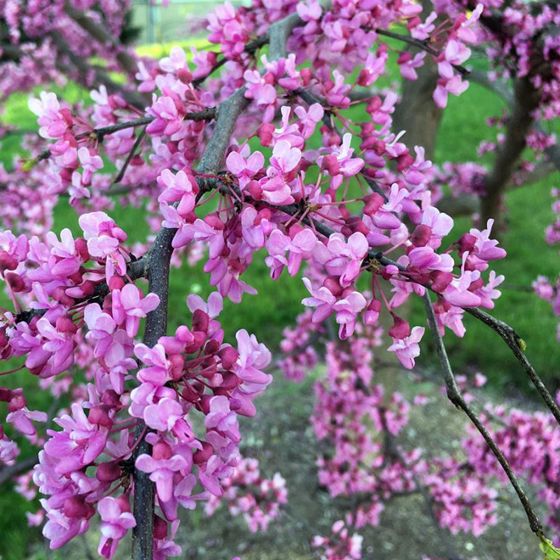 Photo of Ruby Falls Redbud Tree