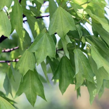 Photo of Trident Maple Tree