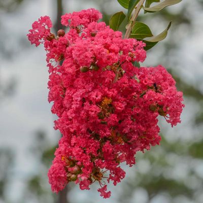 View full size image Photo of Dynamite® Crape Myrtle Tree