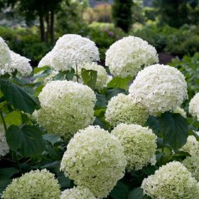 Photo of Incrediball® Reblooming Hydrangea