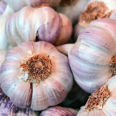 View full size image Photo of Purple Morado Certified Organic Garlic Bulbs