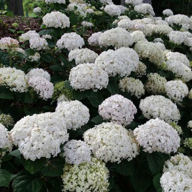 Photo of Invincibelle Wee White® Reblooming Hydrangea