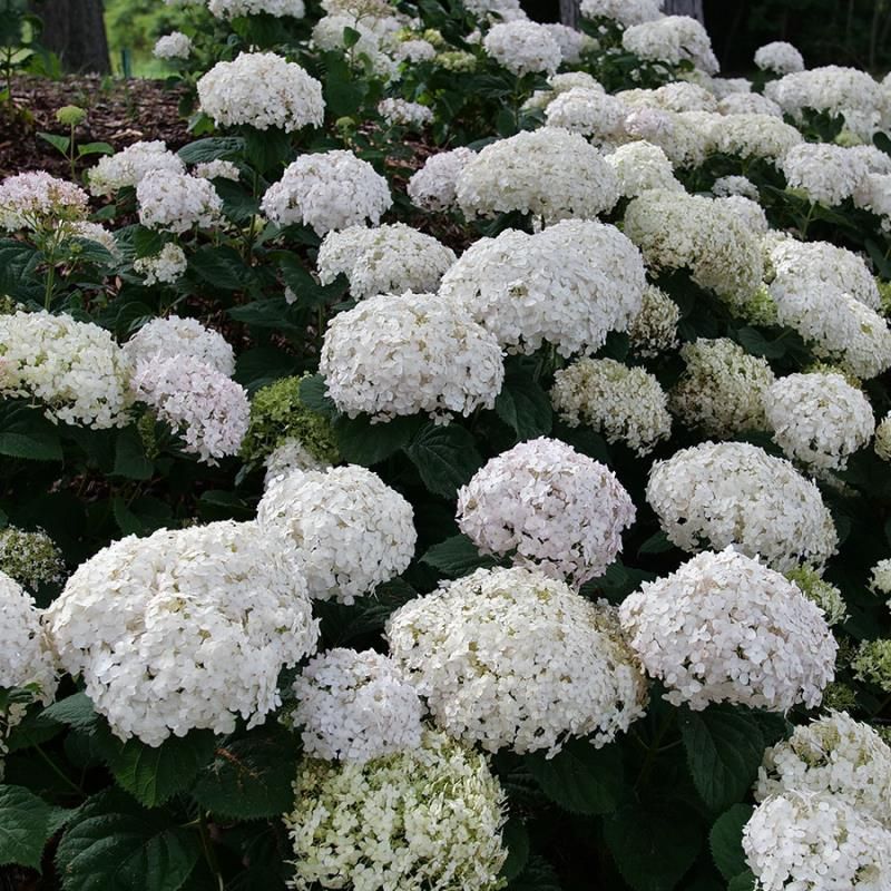 Invincibelle Wee White® Reblooming Hydrangea - Stark Bro’s