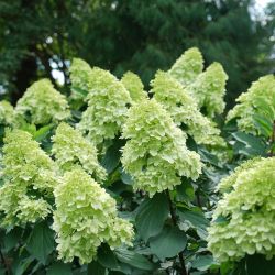 Photo of Limelight Prime® Hydrangea