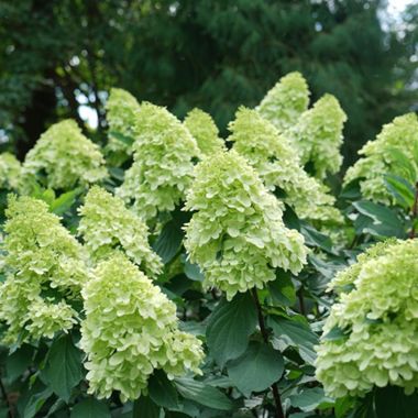 Photo of Limelight Prime® Hydrangea