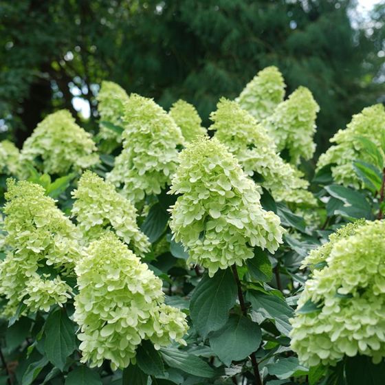 Photo of Limelight Prime® Hydrangea