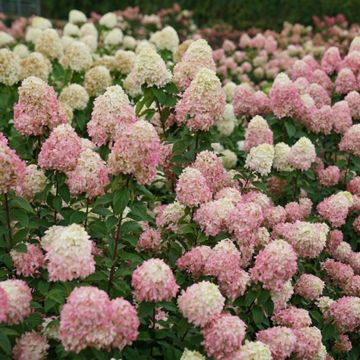 Photo of Little Lime® Hydrangea