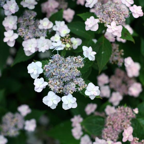 Photo of Tiny Tuff Stuff™ Reblooming Hydrangea