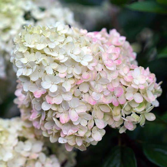 Photo of Little Lime® Hydrangea