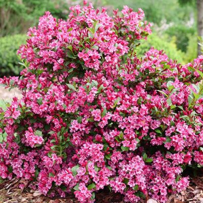 View full size image Photo of Sonic Bloom® Pink Reblooming Weigela