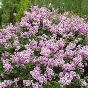 Photo of Bloomerang Purpink® Reblooming Lilac