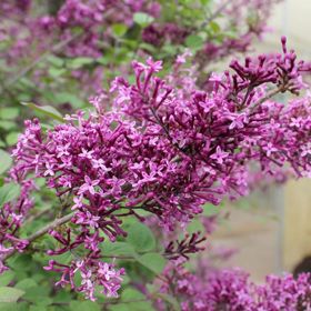 Photo of Bloomerang® Dark Purple Reblooming Lilac