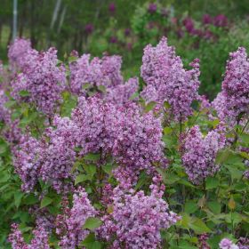 Photo of Scentara® Double Blue Lilac