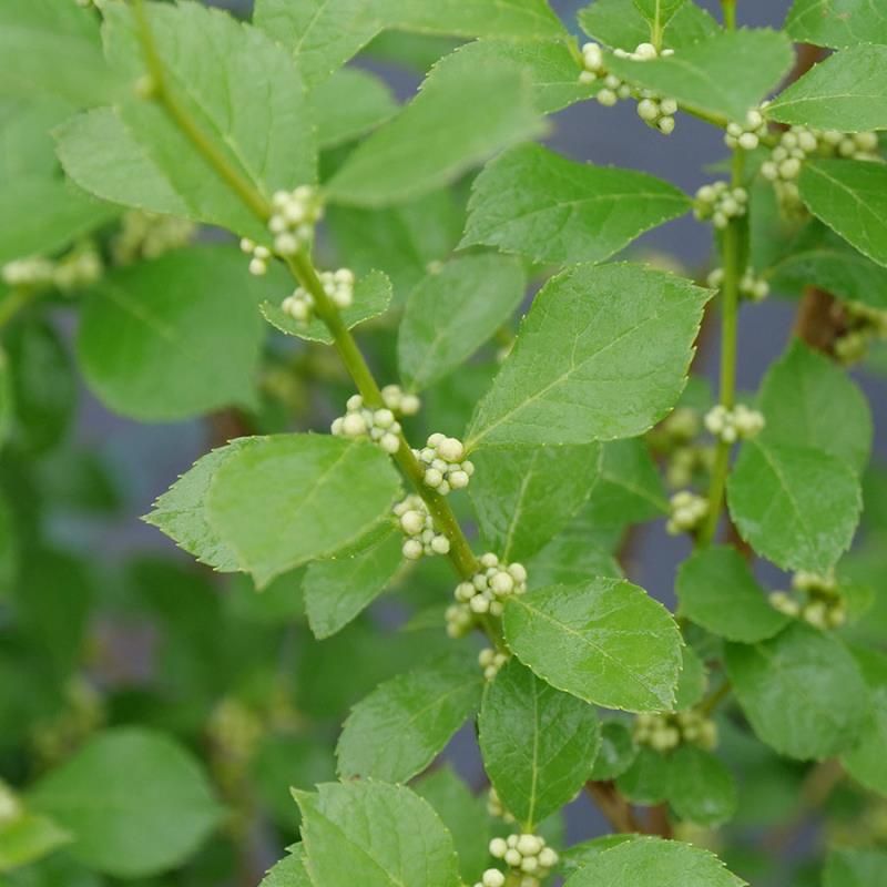 Mr. Poppins® Winterberry - Stark Bro’s