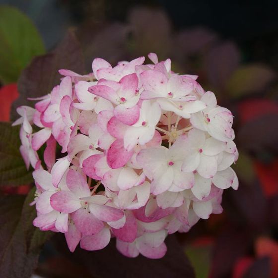 Photo of Fire Light Tidbit® Hydrangea