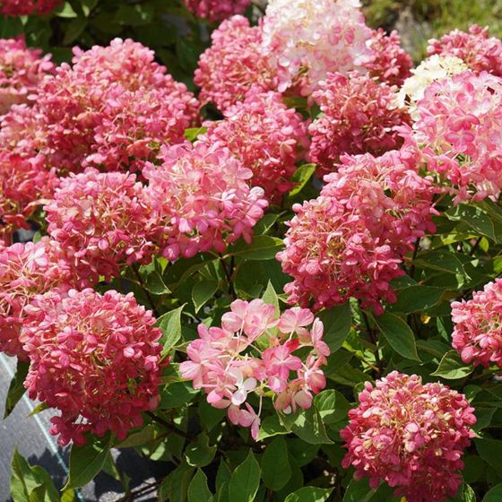 Photo of Fire Light Tidbit® Hydrangea