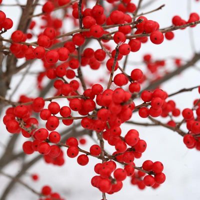 View full size image Photo of Berry Poppins® Winterberry