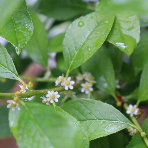 Photo of Berry Poppins® Winterberry