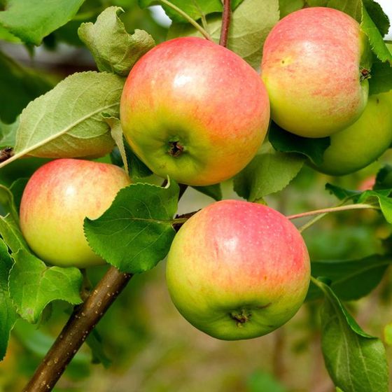 Photo of Anna Apple Tree