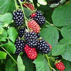 Photo of Thornless Blackberry Plant Collection