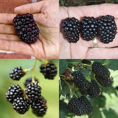 View full size image Photo of Farmer's Market Blackberry Patch Collection