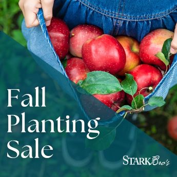 Fall Planning Sale