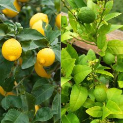 Photo of Citrus Tree Collection