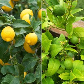 Photo of Citrus Tree Collection