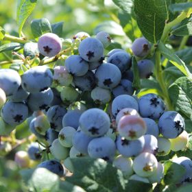 Photo of Southern Highbush Blueberry Plant Collection